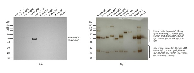 Human IgG4 Secondary Antibody in Western Blot (WB)