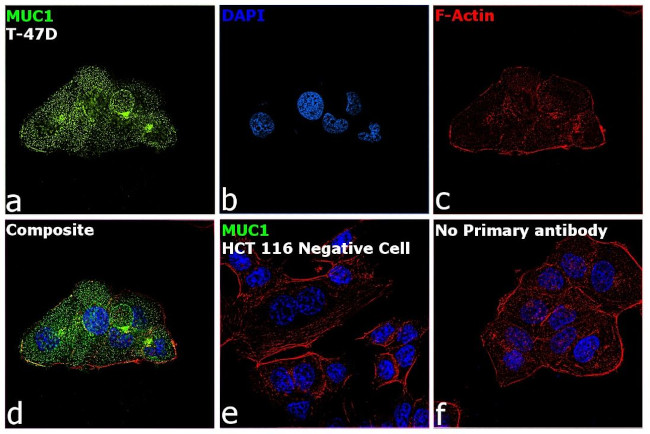 MUC1 Antibody in Immunocytochemistry (ICC/IF)