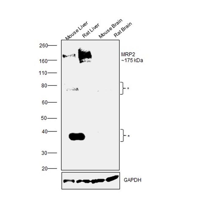 MRP2 Antibody in Western Blot (WB)