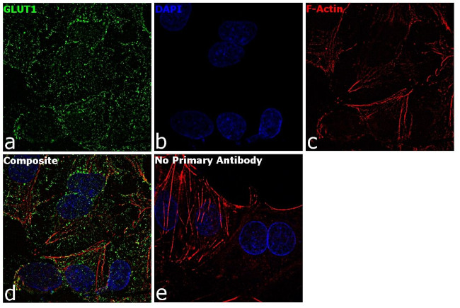 GLUT1 Antibody in Immunocytochemistry (ICC/IF)