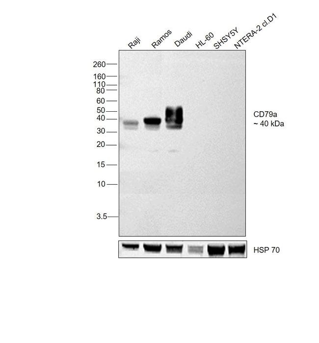 CD79a Antibody in Western Blot (WB)
