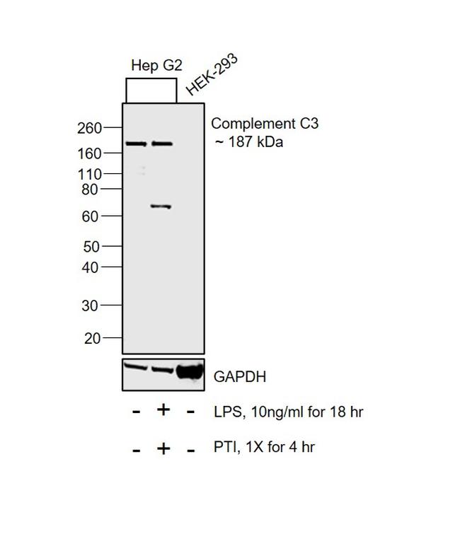 Complement C3b Antibody in Western Blot (WB)