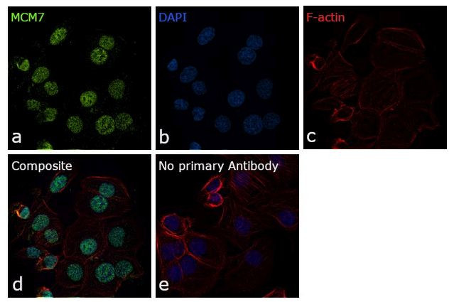 MCM7 Antibody in Immunocytochemistry (ICC/IF)