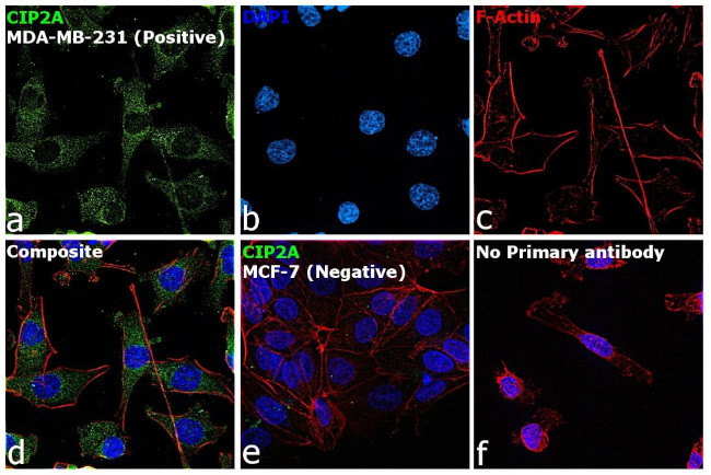 CIP2A Antibody in Immunocytochemistry (ICC/IF)