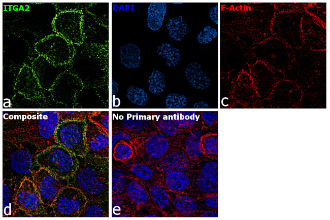 ITGA2 Antibody in Immunocytochemistry (ICC/IF)