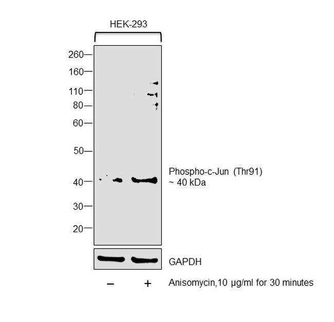 Phospho-c-Jun (Thr91, Thr93) Antibody in Western Blot (WB)