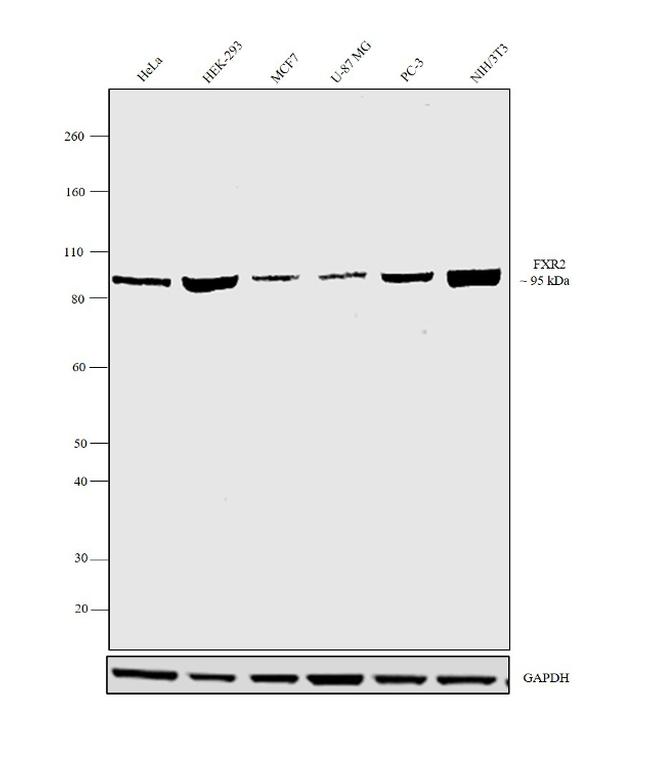 FXR2 Antibody in Western Blot (WB)