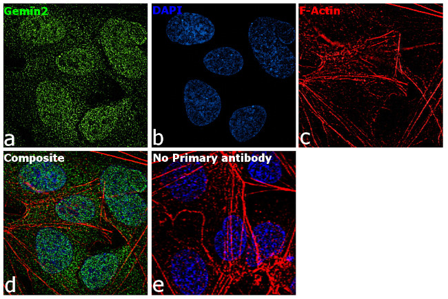 Gemin 2 Antibody in Immunocytochemistry (ICC/IF)