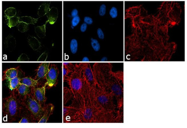 RYK Antibody in Immunocytochemistry (ICC/IF)