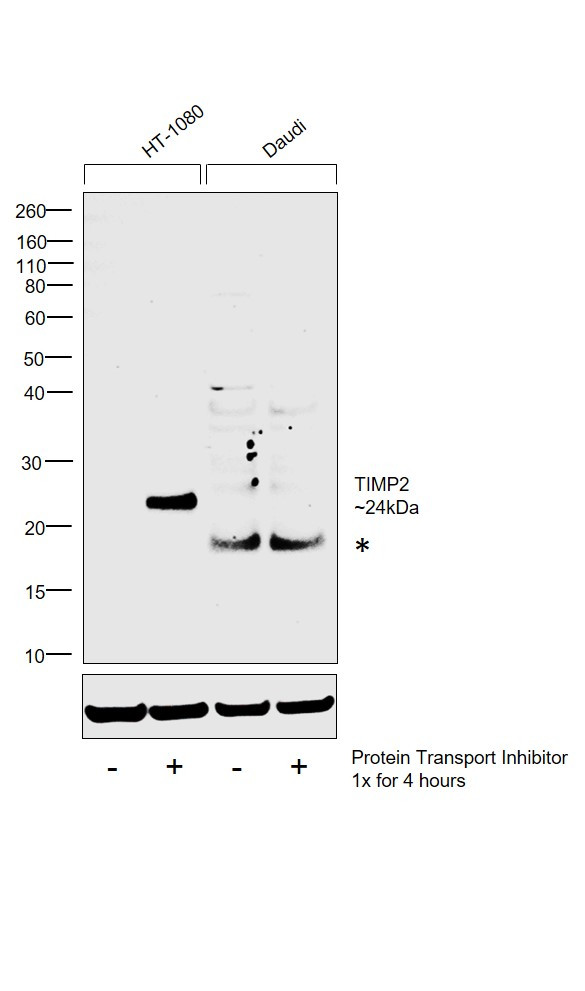 TIMP2 Antibody