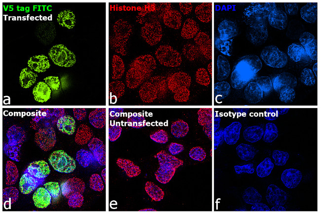 V5 Tag Antibody in Immunocytochemistry (ICC/IF)