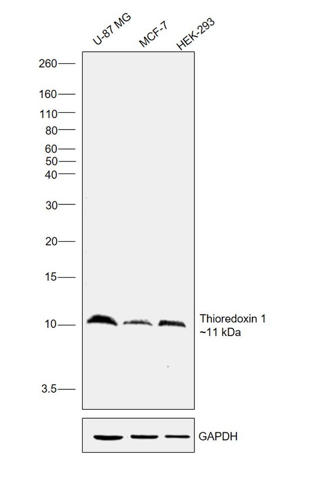 Thioredoxin 1 Antibody in Western Blot (WB)