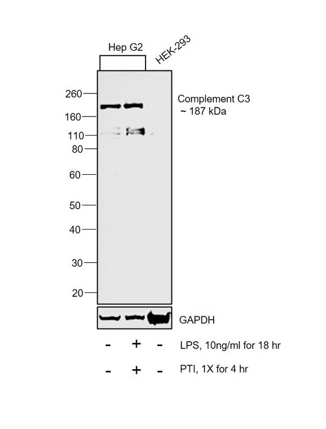 Complement C3b Antibody in Western Blot (WB)