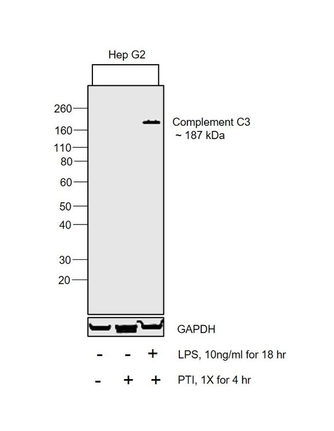 Complement C3b Antibody in Western Blot (WB)
