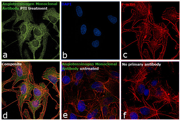 Angiotensin II/III Antibody in Immunocytochemistry (ICC/IF)