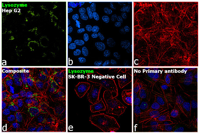 Lysozyme Antibody in Immunocytochemistry (ICC/IF)