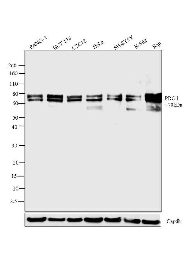 PRC1 Antibody in Western Blot (WB)