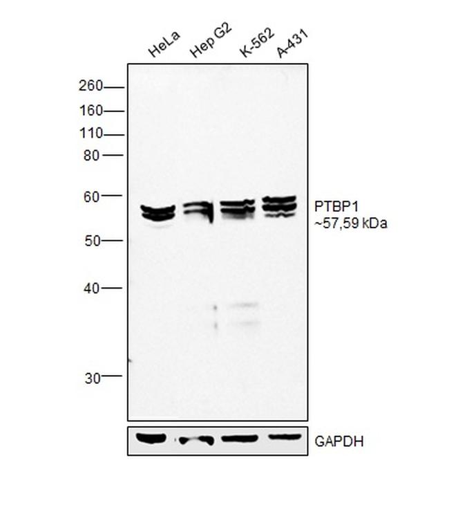 PTBP1 Antibody in Western Blot (WB)