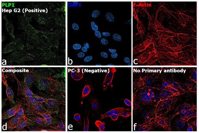 PLP1 Antibody in Immunocytochemistry (ICC/IF)