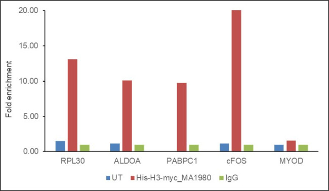 c-Myc Antibody in ChIP Assay (ChIP)