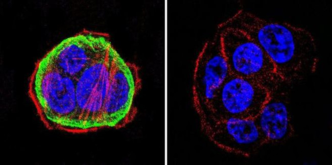 HSP90 alpha Antibody in Immunocytochemistry (ICC/IF)
