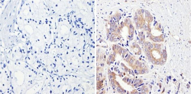 CYP3A7 Antibody in Immunohistochemistry (Paraffin) (IHC (P))