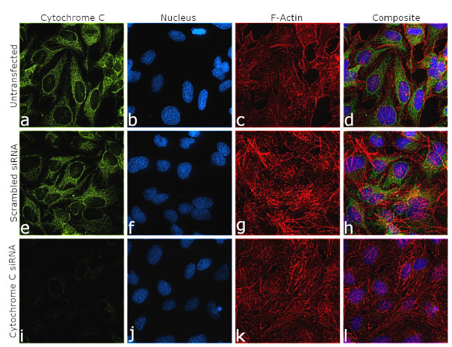 Cytochrome C Antibody in Immunocytochemistry (ICC/IF)