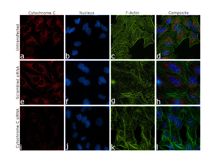 Cytochrome C Antibody in Immunocytochemistry (ICC/IF)