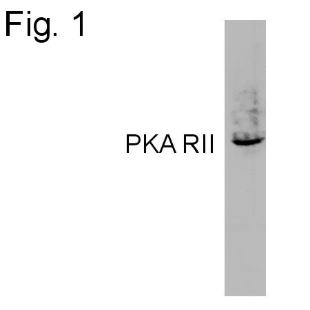 PRKAR2A Antibody in Western Blot (WB)