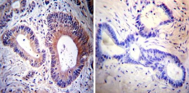 HCN3 Antibody in Immunohistochemistry (Paraffin) (IHC (P))