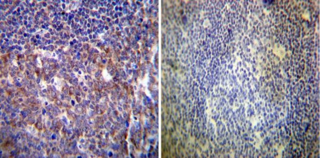 HCN4 Antibody in Immunohistochemistry (Paraffin) (IHC (P))