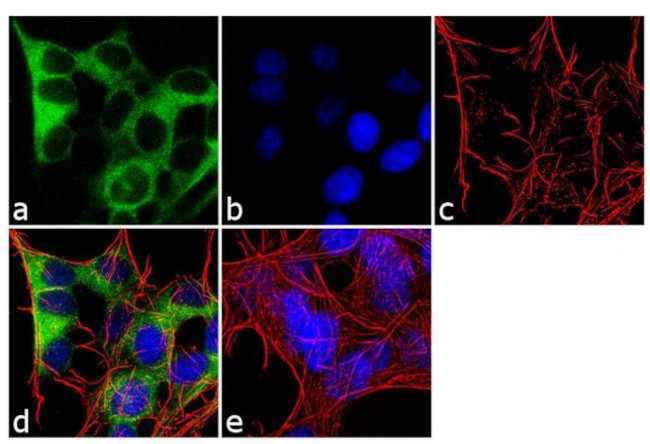 CRMP5 Antibody in Immunocytochemistry (ICC/IF)