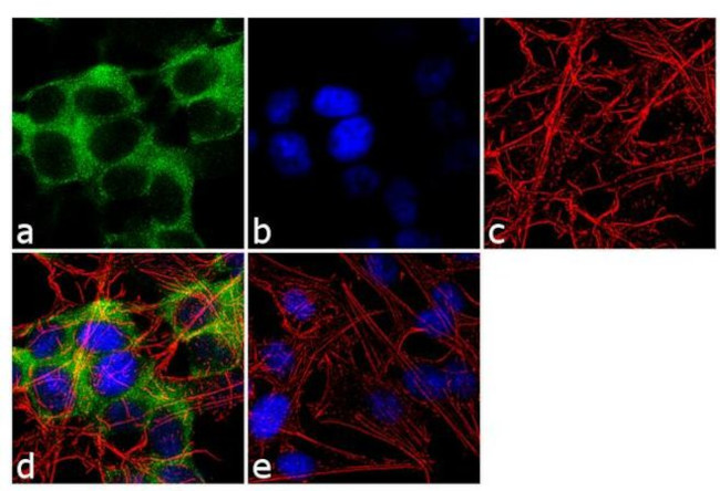 CRMP5 Antibody in Immunocytochemistry (ICC/IF)