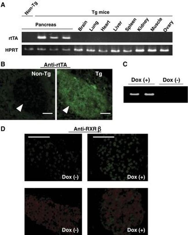 RXRB Antibody in Immunohistochemistry (IHC)