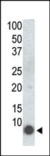Phospho-FXYD1 (Ser68) Antibody in Western Blot (WB)