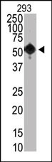 SETD8 Antibody in Western Blot (WB)