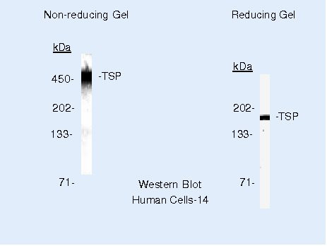 Thrombospondin 1 Antibody in Western Blot (WB)