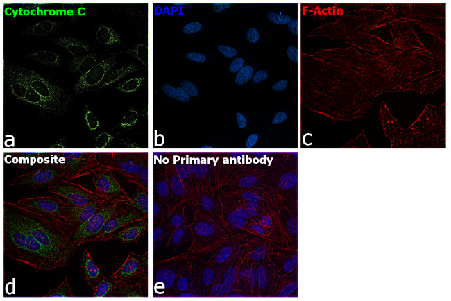 Cytochrome C Antibody in Immunocytochemistry (ICC/IF)