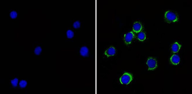 CD24 Antibody in Immunocytochemistry (ICC/IF)