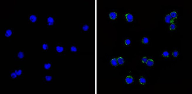 ST6GAL1 Antibody in Immunocytochemistry (ICC/IF)