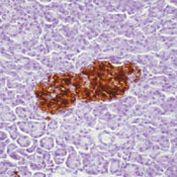 Insulin Antibody in Immunohistochemistry (Paraffin) (IHC (P))