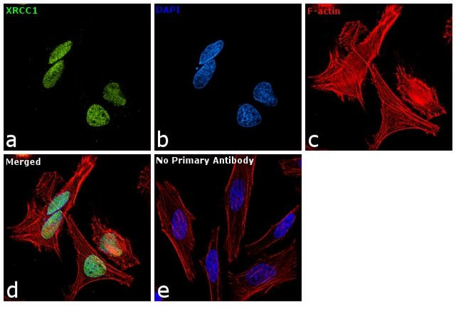 XRCC1 Antibody in Immunocytochemistry (ICC/IF)