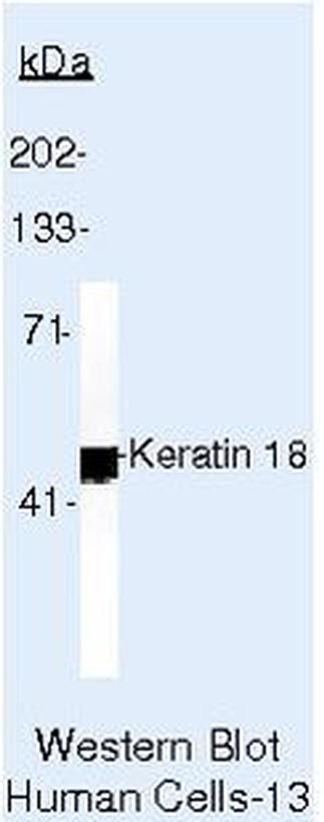Cytokeratin 18 Antibody in Western Blot (WB)
