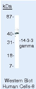 14-3-3 gamma Antibody in Western Blot (WB)