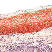 P-cadherin Antibody in Immunohistochemistry (IHC)