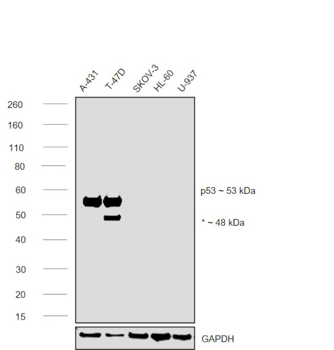 p53 Antibody