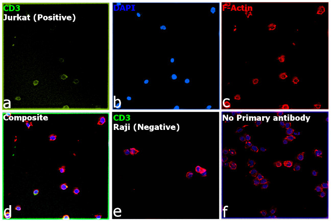 CD3 Antibody in Immunocytochemistry (ICC/IF)