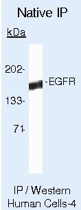 EGFR Antibody in Immunoprecipitation (IP)