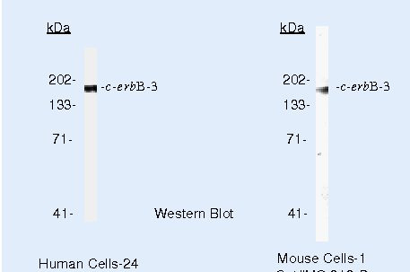ErbB3 Antibody in Western Blot (WB)