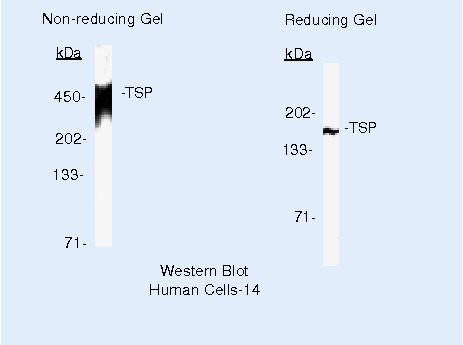 Thrombospondin 1 Antibody in Western Blot (WB)